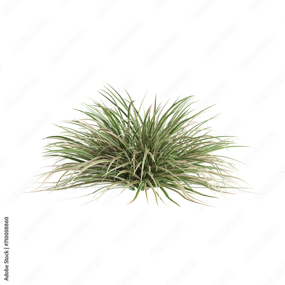 3d illustration of Carex morrowii bush isolated on black background