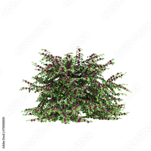 3d illustration of Callicarpa americana bush isolated on black background photo