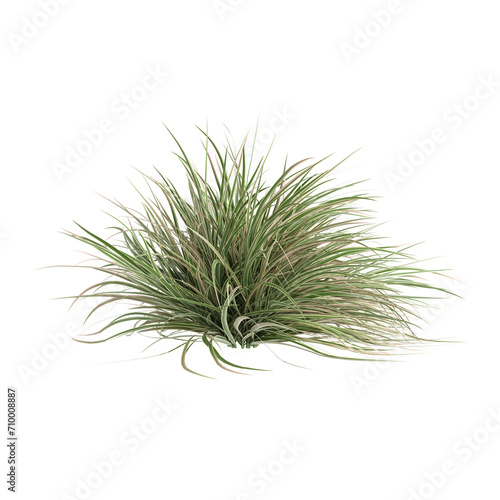 3d illustration of Carex morrowii bush isolated on black background