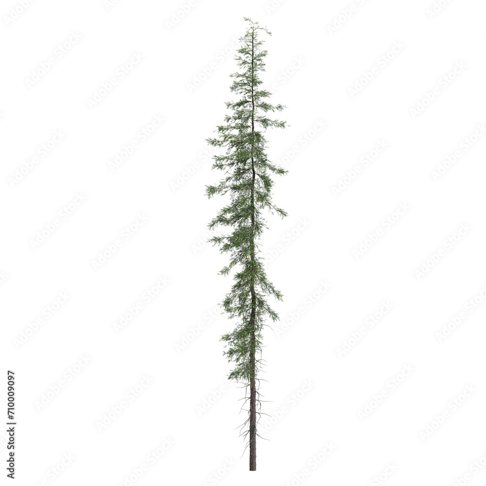 3d  illustration of Tsuga mertensian tree isolated on white background