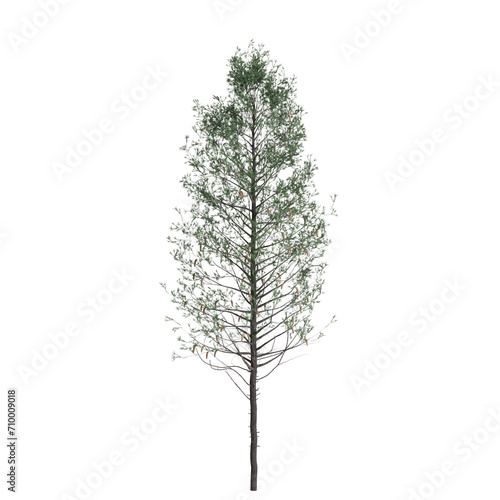 3d  illustration of Pseudotsuga menziesii tree isolated on white background photo