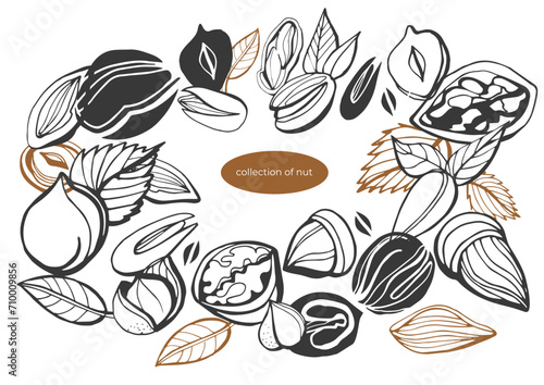 Isolated vector set of nuts on white background. Peanuts, cashews, walnuts, hazelnuts, almonds.Nuts and seeds collection. Vector hand drawn objects. Set of vector various nuts in vintage style. 
