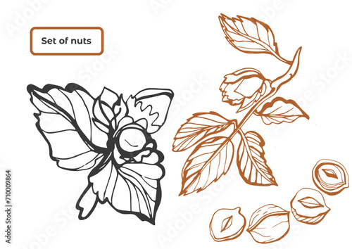 Isolated vector set of nuts. Nuts and seeds collection. Vector hand drawn objects. Peanuts, cashews, walnuts, hazelnuts, cocoa, almonds, chestnut, pine nut, nutmeg, peanut, macadamia, coconut.