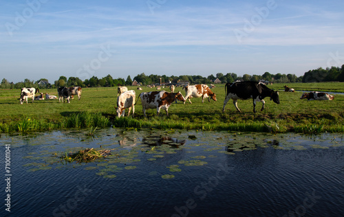 Cows on a green meadow © Alekss