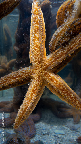 Pretty starfish in a large aquarium in Cape Town  South Africa