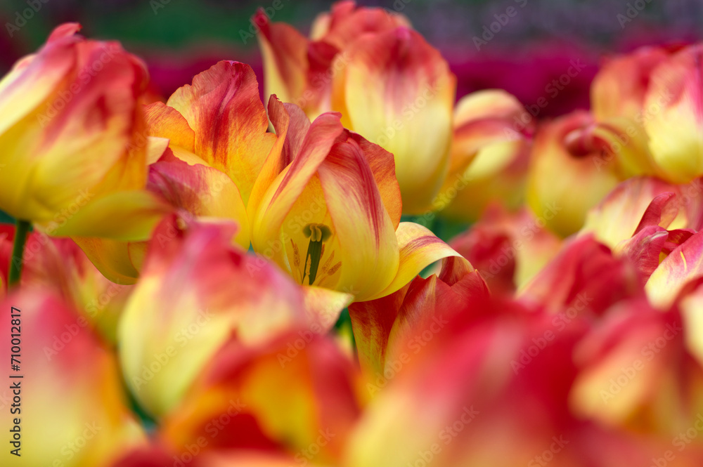 Fototapeta premium Close-up of tulip flower the colorful background.