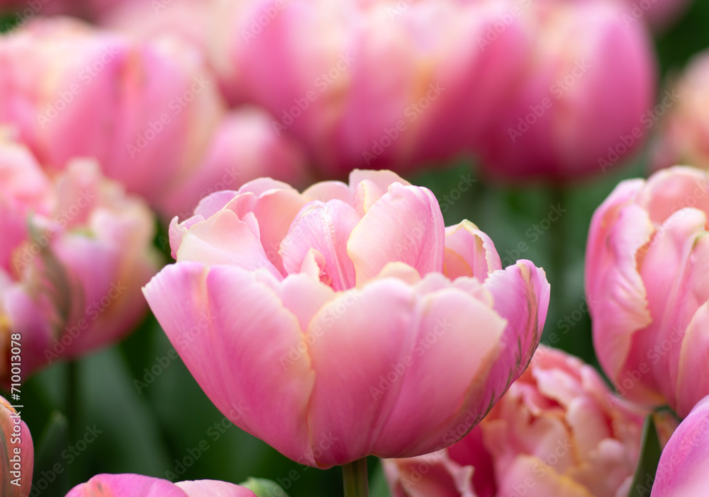Fototapeta premium Close-up of tulip flower the colorful background.