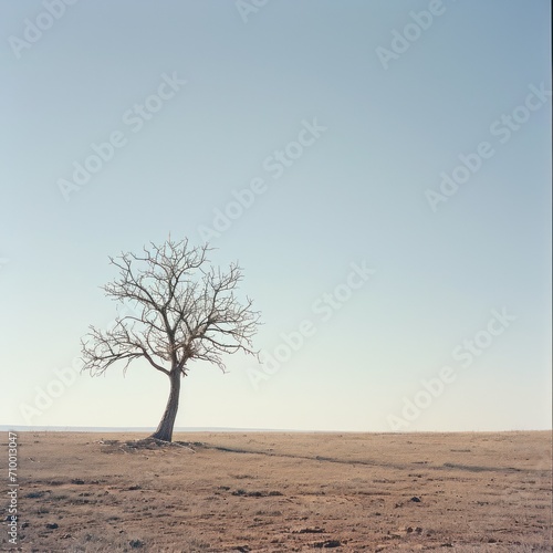 A lone leafless tree standing in an open field under a clear sky, symbolizing solitude and the starkness of nature.