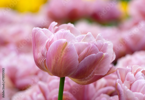 Tulips flower blooming in the colorful background