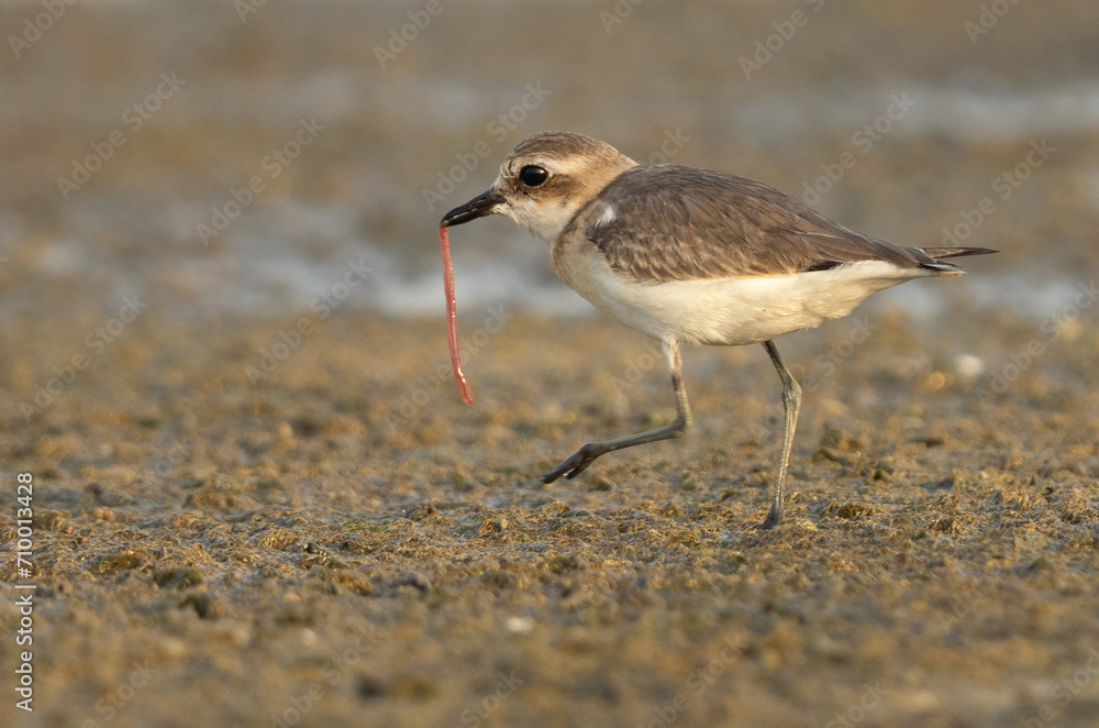 Greater sand plover with worm catch Mameer creek of Bahrain Greater sand plover with worm catch Mameer creek of Bahrain