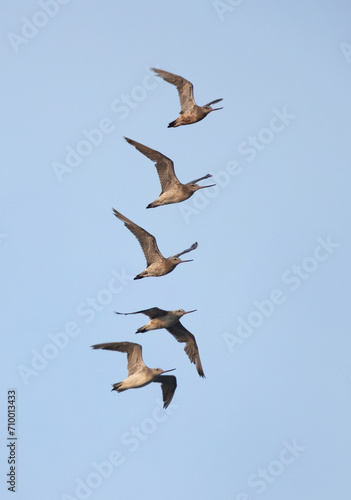 Bar-tailed Godwits flying at mameer coast of Bahrain
