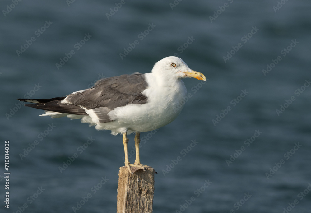 Lesser Black-backed Gull perched on wooden log at Busaiteen coast, Bahrain Lesser Black-backed Gull perched on wooden log at Busaiteen coast, Bahrain