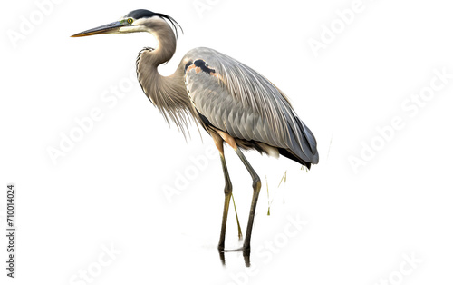 Heron Isolation Isolated on Transparent Background PNG.