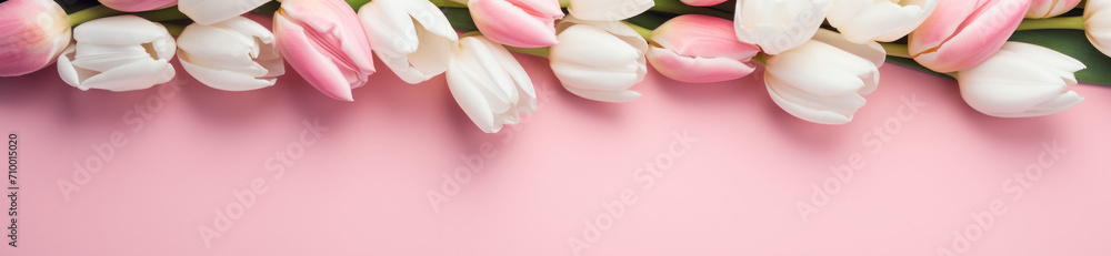Pink and white tulips on a pastel pink background, place for a text, Woman's Day banner, Mother's Day 
