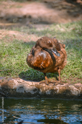 Duck s Joyful Ritual in Sunlight and Shower - Capture the essence of farm life through the lens of a duck s blissful morning routine.