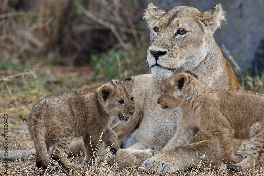 Proud lioness with her three-week-old babies in Ngorongoro Crater in Tanzania Proud lioness with her three-week-old babies in Ngorongoro Crater in Tanzania