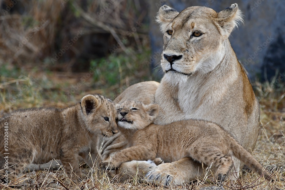 Proud lioness with her three-week-old babies in Ngorongoro Crater in Tanzania Proud lioness with her three-week-old babies in Ngorongoro Crater in Tanzania