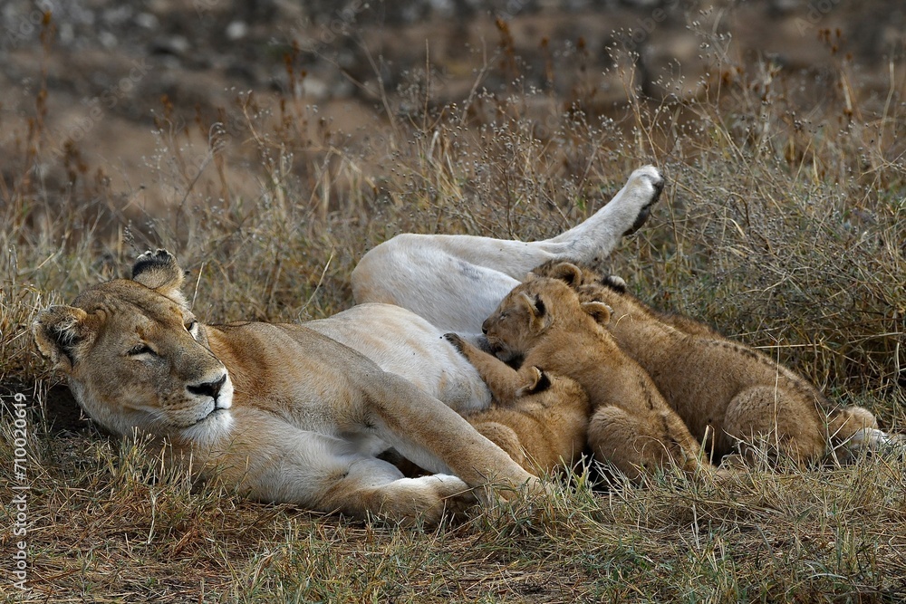 Proud lioness with her three-week-old babies in Ngorongoro Crater in Tanzania Proud lioness with her three-week-old babies in Ngorongoro Crater in Tanzania