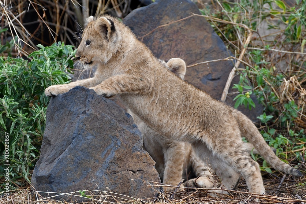Naklejka premium Proud lioness with her three-week-old babies in Ngorongoro Crater in Tanzania