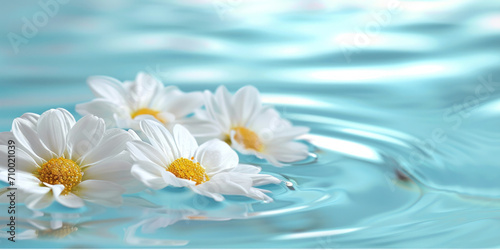daisies flowers in water