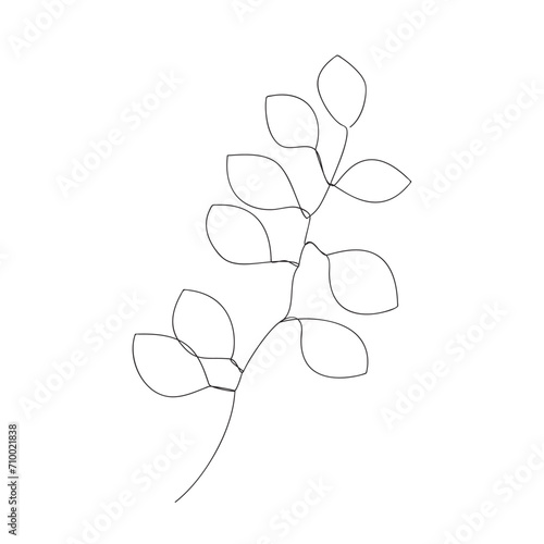 Eucalyptus, continuous one line drawind. vector  photo