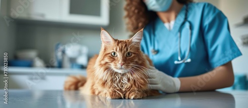 Cat owner holds red Maine Coon at vet clinic as female vet examines animal on table. Doctor and owner converse. photo