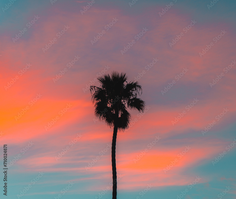 Sunset Palm Tree