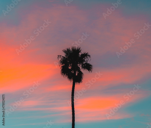 Sunset Palm Tree