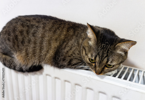 A cute domestic tabby cat lies and warms itself on the radiator in a cold multi-story city house during the winter season. Utilities concept