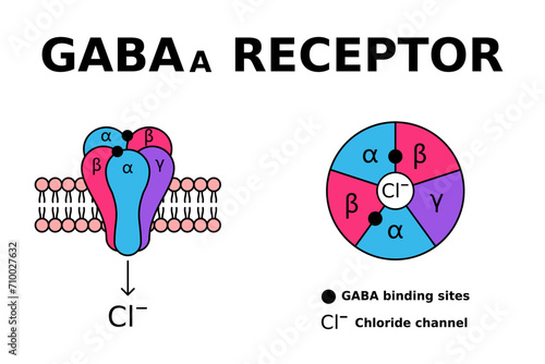 GABA receptor. GABAa receptors respond to the neurotransmitter gamma-aminobutyric acid. GABA is known for controlling anxiety, stress and fear. Receptor structure in cell membrane. Vector illustration photo