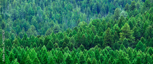 Lush Green Pine Forest Forrest of Trees in Wilderness Mountains