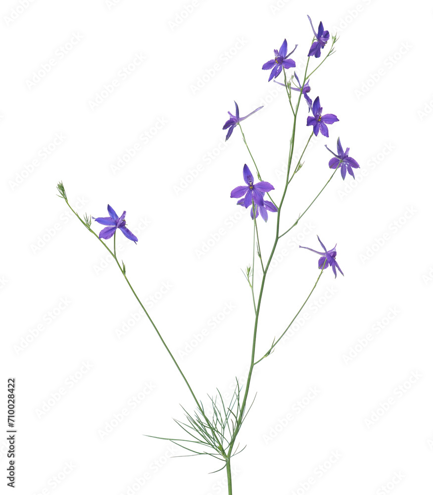 Obraz premium Blue flower of field larkspur plant isolated on white, Consolida regalis