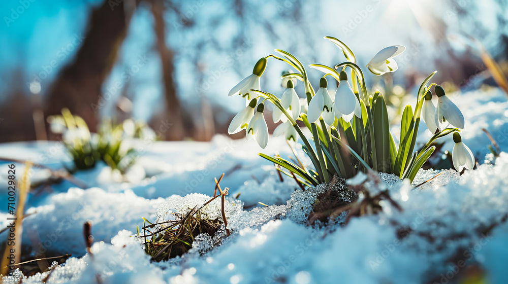Obraz na płótnie Natural spring background with delicate snowdrop flowers on snowy forest glade w salonie