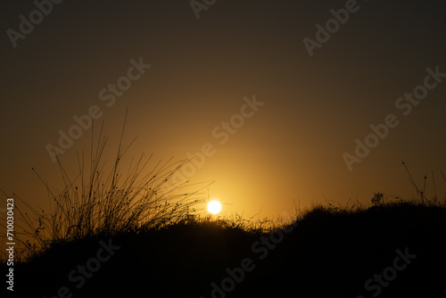 Golden hour sunrise over beach vegetation in silhouette