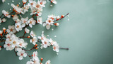Spring's delicate canvas; white plum blossoms spread over a seafoam green background, a tranquil expression of new beginnings
