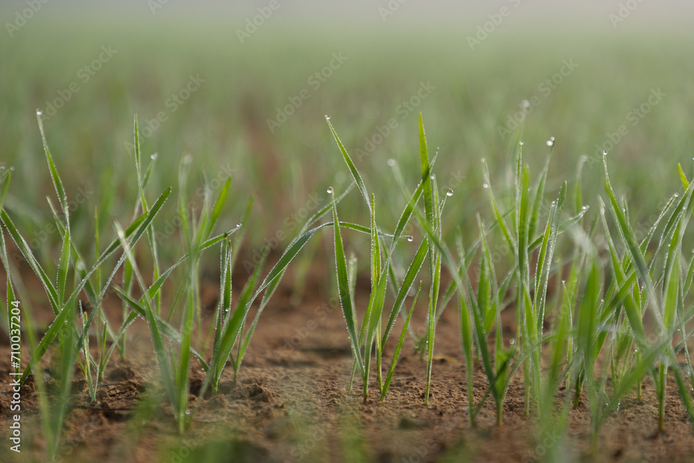 Green wheat plants and dew drops on wheat leaves, bokeh water drops, growing sprouts. Green wheat field Green wheat plants and dew drops on wheat leaves, bokeh water drops, growing sprouts. Green wheat field