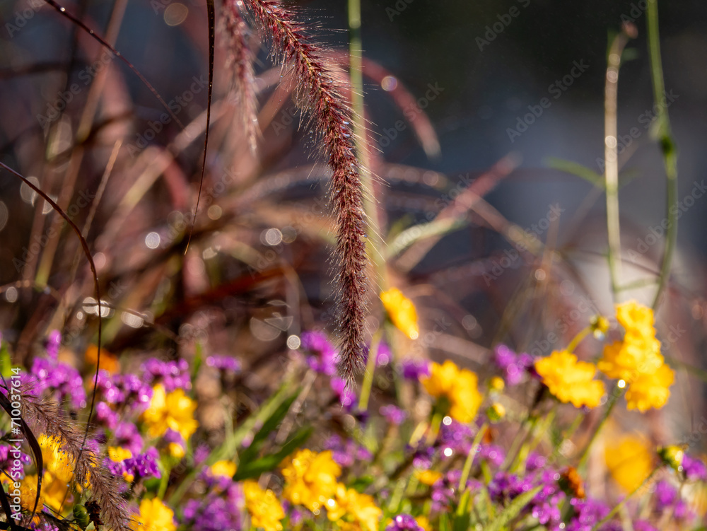 beautiful wild nature with plants beautiful wild nature with plants