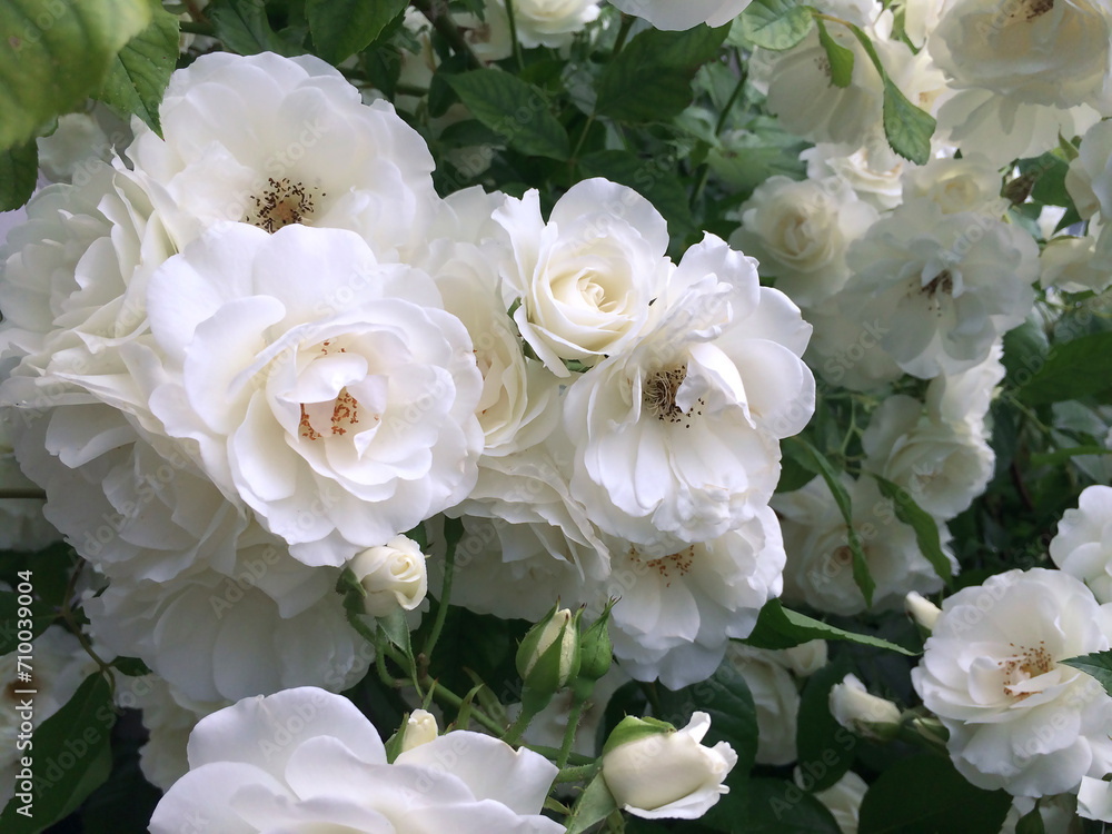 Large bush with white roses in the garden. Large bush with white roses in the garden.