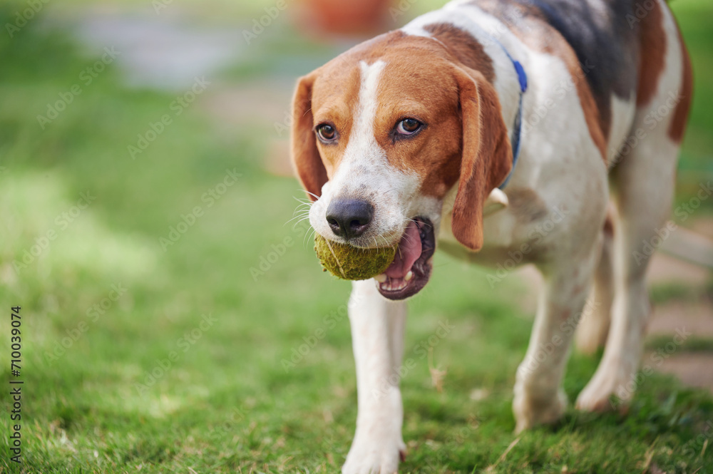 Portrait of playful beagle dog Portrait of playful beagle dog