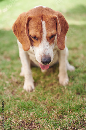 Sitting on grass beagle dog