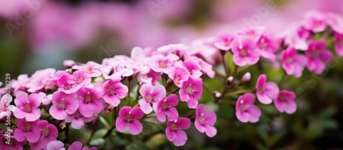 Small pink flowers in the garden.