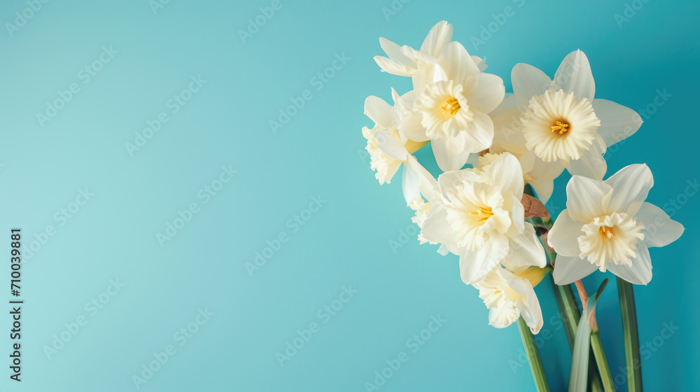 Fresh White Daffodils on Blue Background Fresh White Daffodils on Blue Background