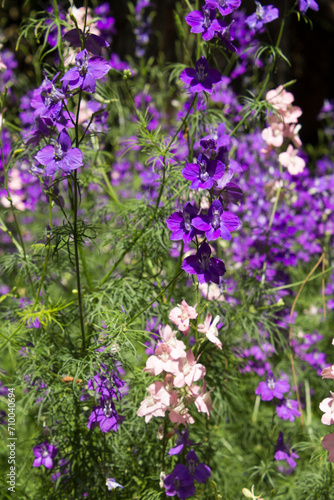 Fototapeta Naklejka Na Ścianę i Meble -  Blooming purple flowers in the garden. Nature background. Close-up.