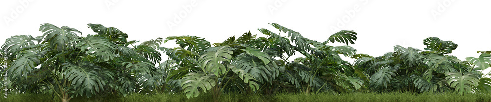 Evergreen Monstera Deliciosa plant and grass field in nature garden , Tropical forest isolated on transparent backgrund - PNG file, 3D rendering illustration for create and design or etc Evergreen Monstera Deliciosa plant and grass field in nature garden , Tropical forest isolated on transparent backgrund - PNG file, 3D rendering illustration for create and design or etc
