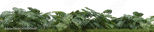 Evergreen Monstera Deliciosa plant and grass field in nature garden , Tropical forest isolated on transparent backgrund - PNG file, 3D rendering illustration for create and design or etc