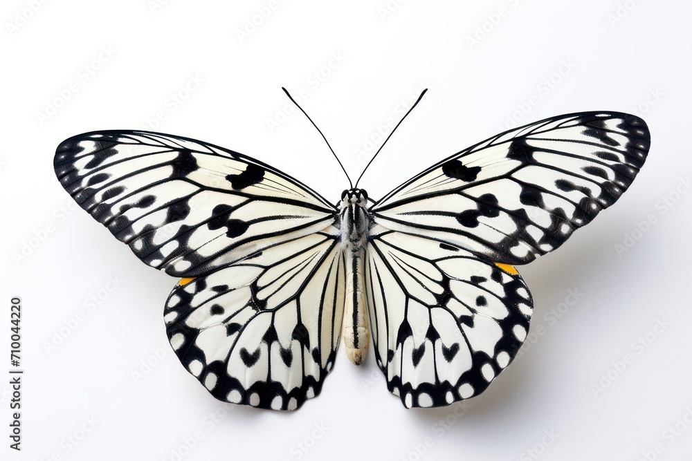 Obraz premium Monochrome Beauty, The Dance of a Black and White Butterfly