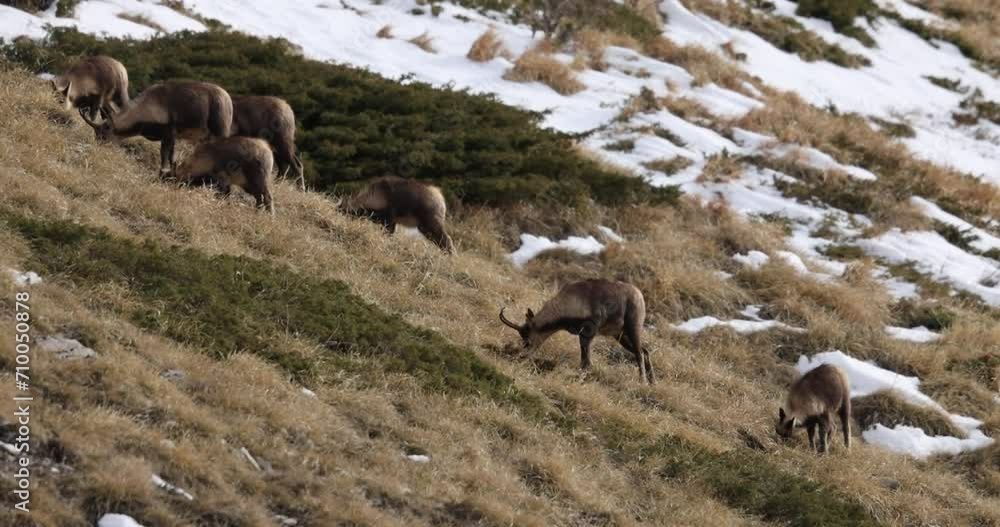 Apennine chamois( (Rupicapra pyrenaica ornata) in the Sibillini mountains in Italy.
Apennine chamois( (Rupicapra pyrenaica ornata) in the Sibillini mountains in Italy.