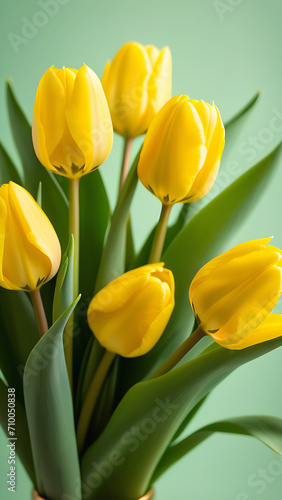 yellow tulips closeup on a light green background