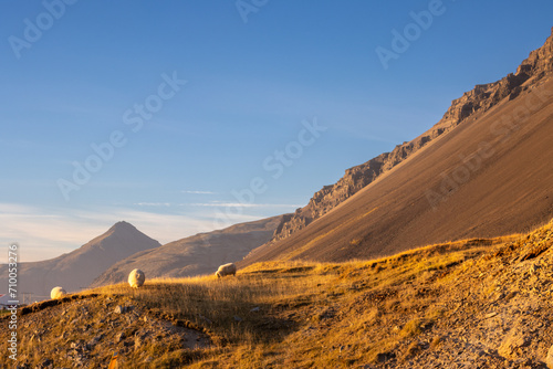 Majestic autumn mountains and sheep, East Iceland