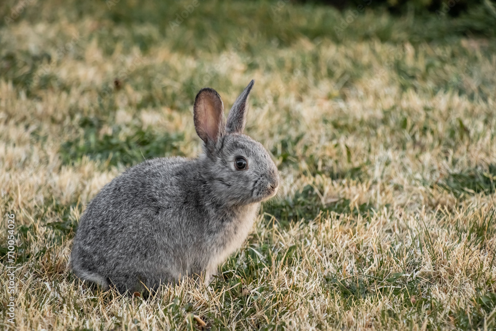 Little Gray California Baby Bunny Rabbit in Grass Yard Little Gray California Baby Bunny Rabbit in Grass Yard